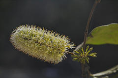 Combretum latifolium